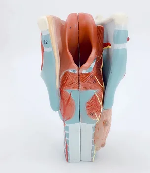 Hrtanu Anatómie Model Človeka Anatomické Laryngeal Označené model vyučovania